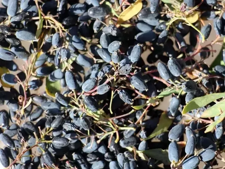 turkiyede-kiymeti-bilinmiyor-sivasin-kara-cevheri-ruslar-gordugu-yerde-kapisiyor-1710255730238.jpeg Sadece Sivas'ta bulunan mucize bitki! Türkiye'de kıymeti bilinmiyor! Ruslar gördüğü yerde kapışıyor-4