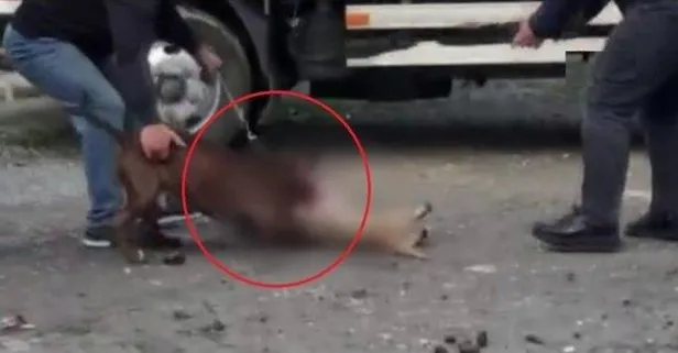 Vahşet! İstanbul’da ağızlıksız dolaştırılan pitbull, kediye saldırdı!