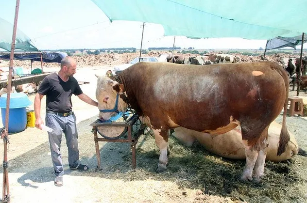 1 tonluk 'Paşa' kurban pazarında ilgi odağı oldu: Değeri tam 75 bin lira