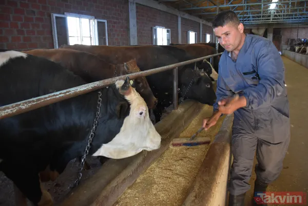 Devlet teşvikiyle 20 büyükbaş alarak çiftlik kurdu üretimi 2 yılda 10 katına çıkardı - 13