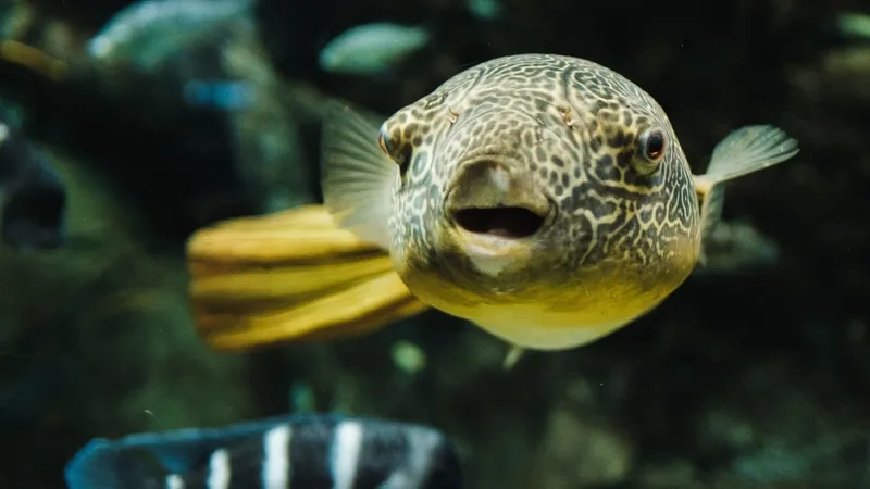 akdeniz-ve-ege-kiyilarinda-rekor-av-balon-baligi-yakalayana-35-tl-destek-1776858264176.jpg Akdeniz ve Ege kıyılarında rekor av: Balon balığı yakalayana 35 TL destek-2