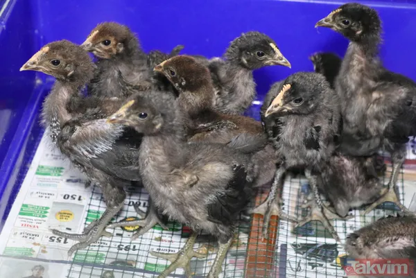 Öterken bayılan Denizli horozu Bahtiyar baba oldu! 10 civcivi var - 3