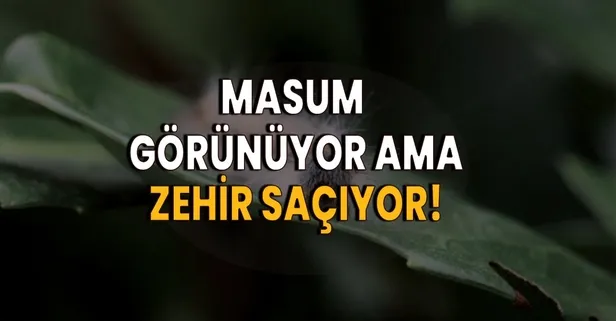 Çok tehlikeli: Sakın dokunmayın! Yolda bir anda karşınıza çıkabilir
