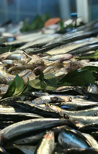 Balık avı mevsimi bereketli başladı! Esnaf ve vatandaşın yüzü gülüyor