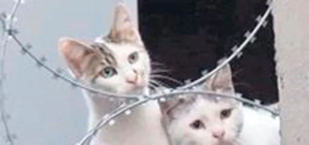 Metrobüs durağında kedi operasyonu