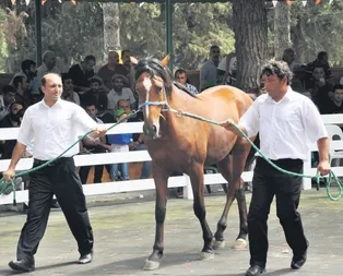 Taylara büyük ilgi