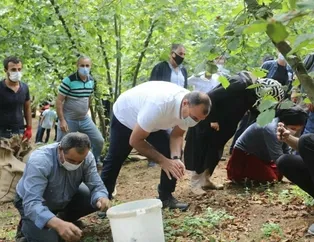 Vali ile fındık işçileri el ele