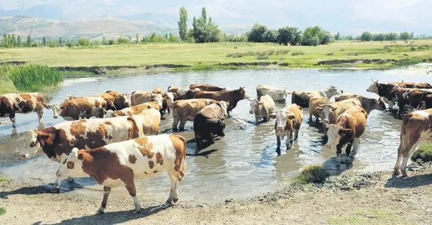 60 bin TL maaşa çoban bulunamıyor!