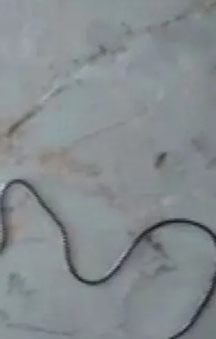 Sivas Hafik'te hayvan öldüren parazit köylüleri şaşırttı