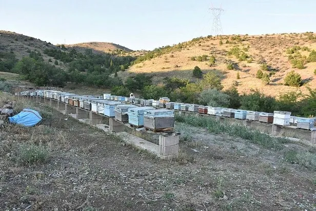 Arının balı da şifa, zehri de şifa: Kilosu 500 bin Türk Lirası!-3