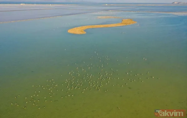 Minik allı turnalar (flamingolar) uçmayı İzmir Kuş Cenneti'ndeki doğal kreşte öğreniyorlar - 50