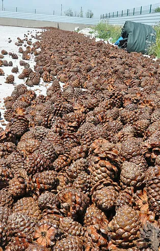 Kilosu 500 lirayı bulan künar için 30 metre yüksekte zorlu çalışma
