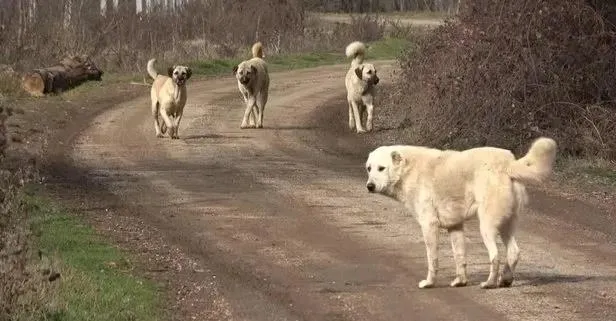 Başıboş köpek sorunu için yeni formül! Tarım ve Orman Bakanlığı çalışmaları hızlandırdı! Mobil kısırlaştırma üniteleri gündemde