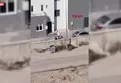 Adana’da sokak ortasında kadına saldırdı! Kaçmaya çalışan kadını tekme yumruk dövdü