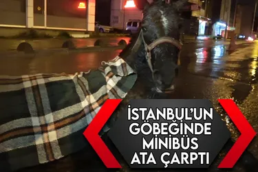 İstanbul Arnavutköy'de minibüs ata çarptı