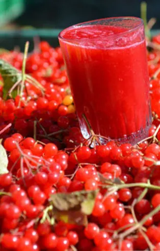 Gilaburu meyvesi kanserden koruyor