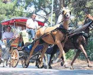 Fayton sefası-cefası