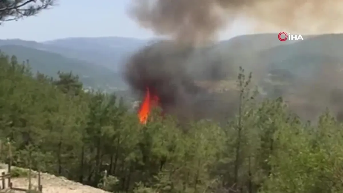 Sinop Dikmen'den orman yangını!