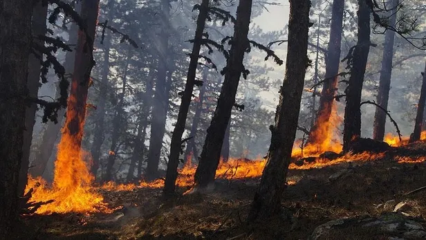 icisleri-bakanligindan-sicaklik-genelgesi-orman-yanginlarina-karsi-alinacak-tedbirler-siralandi-afad-meteorolo-1658391511419.jpeg İçişleri Bakanlığından 'sıcaklık' genelgesi! Orman yangınlarına karşı alınacak tedbirler sıralandı! AFAD, Meteoroloji...-2