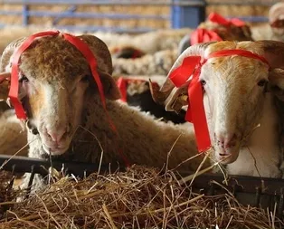 Bakan Çelik açıkladı! Elde kalan kurbanlıkları...