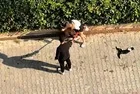 Adana’da ağızlıksız pitbull dehşeti: Kediyi parçalayan köpeğin sahibi kaçtı... "Polisi aramayın!"