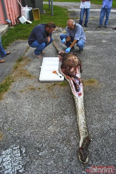 Duvarın içinden gelen seslerden ilallah etti sonunda paramparça etti! Gördükleri karşısında kalbi yerinden çıkacaktı - 39