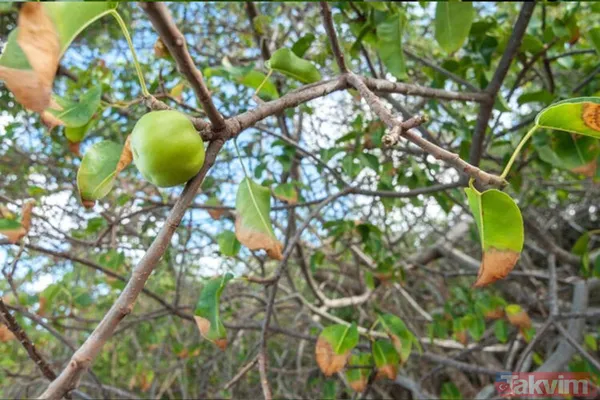 Dünyanın en tehlikeli ağacı! Dallarının altında durmak bile öldürebilir - 15
