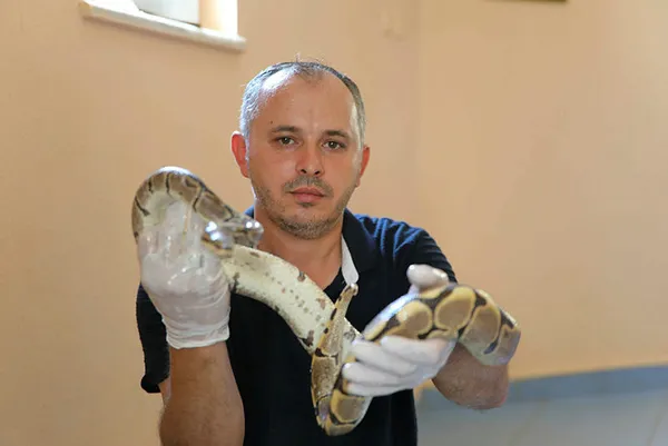 turkiyenin-en-buyuk-hayvanat-bahcesi-olan-gaziantep-hayvanat-bahcesinde-deri-degistiren-yilanlara-sut-banyosu-yaptiriliyor-1625128900963.jpg Türkiye'nin en büyük hayvanat bahçesi olan Gaziantep Hayvanat Bahçesi'nde deri değiştiren yılanlara süt banyosu yaptırılıyor-6