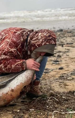 Eyüpsultan sahilde 24 ölü yunus balığı kıyıya vurdu! Sebebi Ukrayna savaşından denize sızan kimyasallar mı?