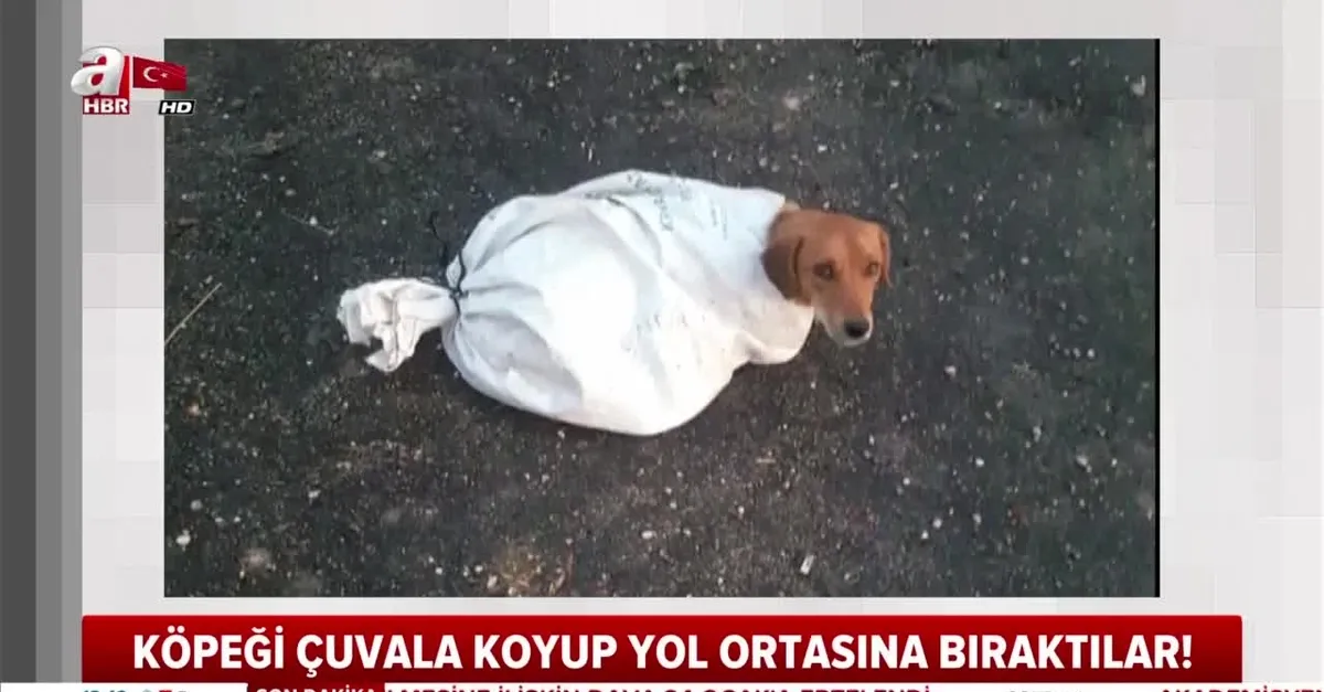 Hamile köpeği çuvala koyup yola attılar