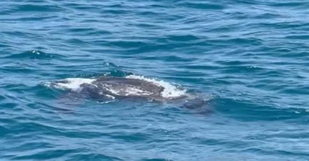 Boğaz’da nadir görülen bir olay! Uzmanlar şaşkın: Ağırlığı 600 kiloyu bulabiliyor