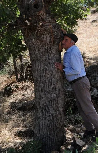 40 yıldır ağaçları dinliyor!