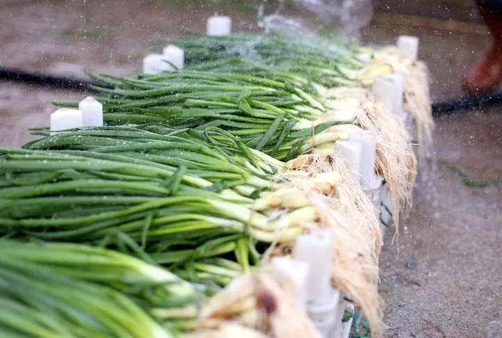 Yeşil soğan ödem atar!