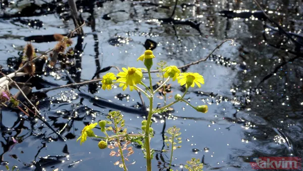 Edirne'de çevre katliamı! Tonlarca fuel oil 30 dekar alana ve dere yatağına yayıldı - 15