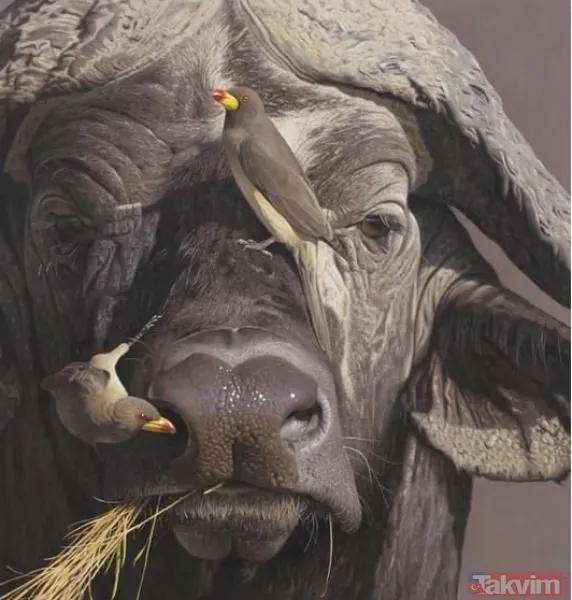 Ava giderken avlandı! Bir anda bufaloların arasında kalan aslanın zor anları (Aslan - Bufalo kavgası) - 24