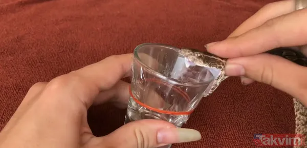 Sadece tek bir damlası kanı hale getirmeye yetti! 55 milyonluk yılan deneyi tehlikenin kanıtı - 2