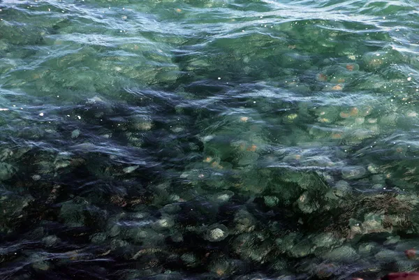 marmara-denizinde-korkutan-manzara-musilajdan-sonra-simdi-de-deniz-anasi-1639142202542.jpg Marmara Denizi'nde korkutan manzara! Müsilajdan sonra şimdi de deniz anası-5