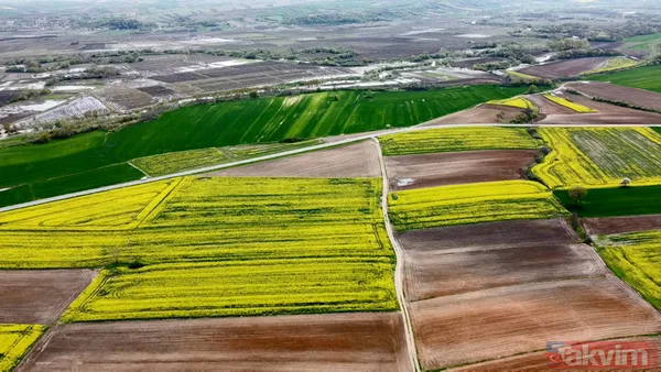 Trakya'da kanola yerini tekrar ayçiçeğe bıraktı - 3