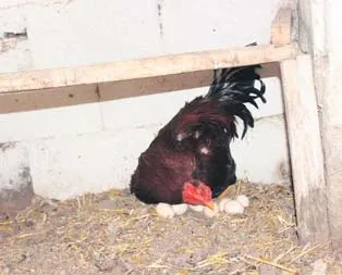 Horoz görünümlü tavuk