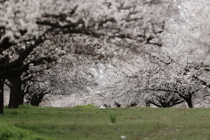 kayisi-bahceleri-gelinlik-gibi-bembeyaz-ureticinin-gozu-ilk-hasatta-1774689974460.jpg Kayısı bahçeleri gelinlik gibi bembeyaz: Üreticinin gözü ilk hasatta-7