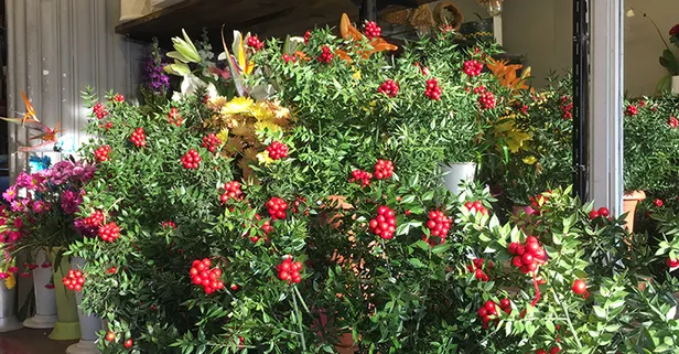 Aralık Ayının Gözdesi:Hem Şans Hem Bolluk Getirdiğine İnanılıyor