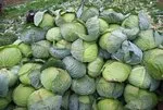 Ses kısıklığına lahana! İşte faydaları...