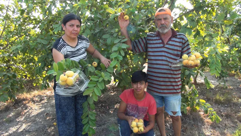 Türkiye'nin ilk guava üreticisi - 5