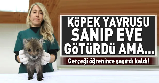 Yavru köpek sandı tilki çıktı