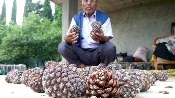 gunesten-korusun-diye-ekmisti-tavsiyelere-uydu-tek-tek-toplayip-40-bin-lira-kazaniyor-1605355419271.jpg Güneşten korusun diye ekmişti! Tavsiyelere uydu tek tek toplayıp 40 bin lira kazanıyor-4