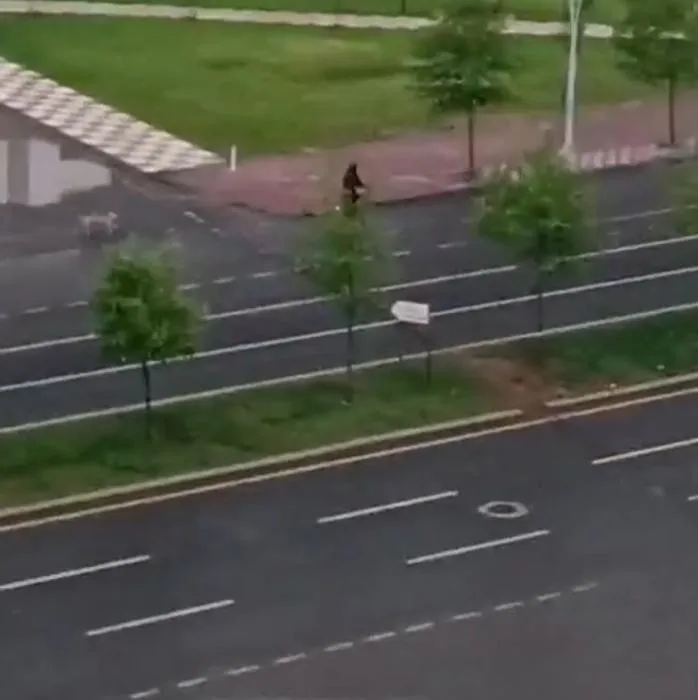 Diyarbakır'da 10 yaşındaki kız çocuğunu başıboş köpeğin saldırısından güvenlik görevlisi kurtardı (DHA)