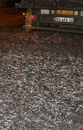 Bursa'da tonlarca hamsi yola saçıldı