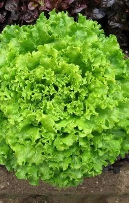 Afrodizyak kıvırcık