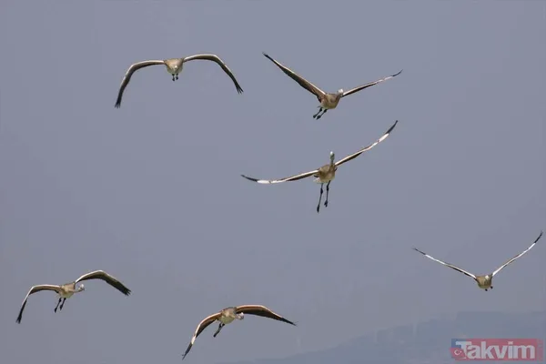 Minik allı turnalar (flamingolar) uçmayı İzmir Kuş Cenneti'ndeki doğal kreşte öğreniyorlar - 36