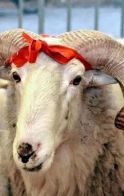 Vekaletle kurban fiyatları açıklandı